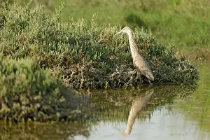 Scrub: Squacco Heron