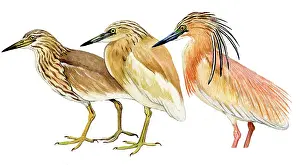 Ralloides: Squacco Heron