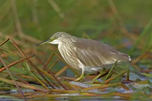 Ralloides: Squacco Heron