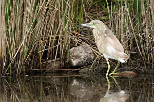 Ralloides: Squacco Heron