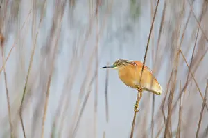 Ralloides: Squacco Heron - adult hunting among reeds