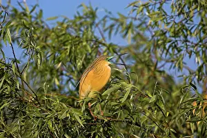 Inundation: Squacco Heron (Ardeola ralloides) in the