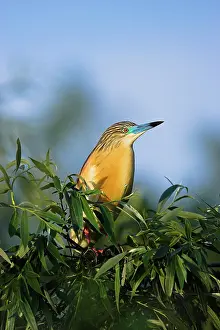 Inundation: Squacco Heron (Ardeola ralloides) in the