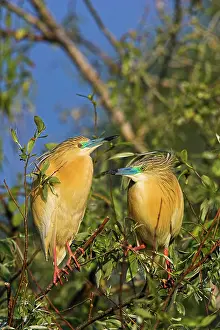 Inundation: Squacco Heron (Ardeola ralloides) in the