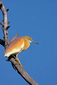Inundation: Squacco Heron (Ardeola ralloides) in the