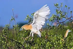 Inundation: Squacco Heron (Ardeola ralloides) in the