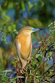 Inundation: Squacco Heron (Ardeola ralloides) in the