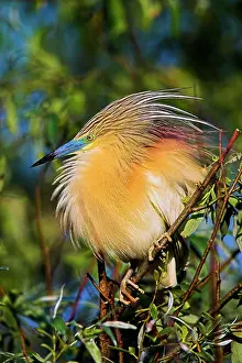 Squacco Heron (Ardeola ralloides) in the