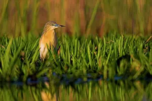 Inundation: Squacco Heron (Ardeola ralloides) in the