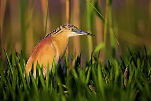 Inundation: Squacco Heron (Ardeola ralloides) in the