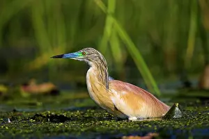 Inundation: Squacco Heron (Ardeola ralloides) in the