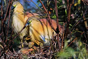 Inundation: Squacco Heron (Ardeola ralloides) in the