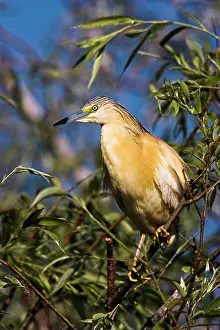 Inundation: Squacco Heron (Ardeola ralloides) in the