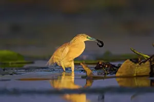 Inundation: Squacco Heron (Ardeola ralloides) in the