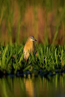 Focused: Squacco Heron (Ardeola ralloides) in the
