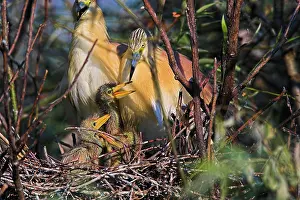 Inundation: Squacco Heron (Ardeola ralloides) in the