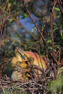 Inundation: Squacco Heron (Ardeola ralloides) in the