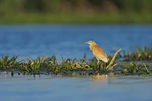Inundation: Squacco Heron (Ardeola ralloides) in the