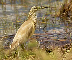 Ralloides: Squacco Heron (Ardeola ralloides) in breeding plumage