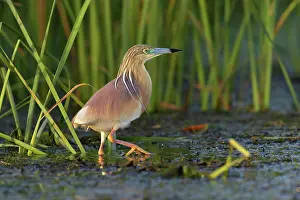 Danube: Squacco Heron (Ardeola ralloides), Danube Delta