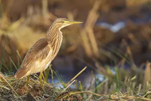 Ebro: Squacco Heron (Ardeola ralloides). Hunting at the