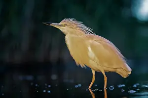 Ralloides: Squacco heron (Ardeola ralloides) at night hunting