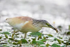 Ralloides: Squacco Heron (Ardeola ralloides) with prey, Hungary, Europe