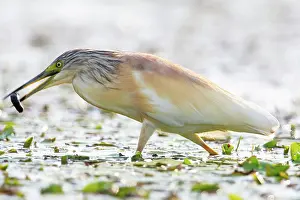 Ralloides: Squacco Heron (Ardeola ralloides) with prey, Hungary, Europe