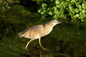 Ralloides: Squacco heron (Ardeola ralloides) walking