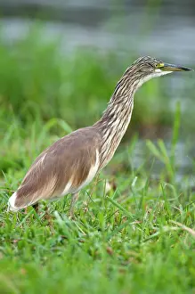 Ralloides: Squacco Heron - on bank of river