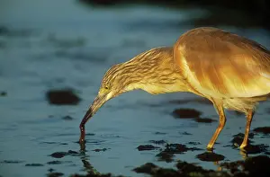Ralloides: SQUACCO HERON - FEEDING