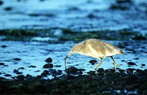 Squacco: SQUACCO HERON - feeding