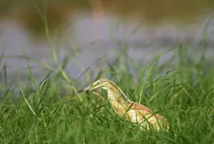 Ralloides: Squacco Heron - hunting at the bank of the Chobe River