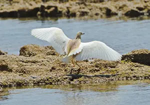 Ralloides: Squacco Heron - landing on rocks