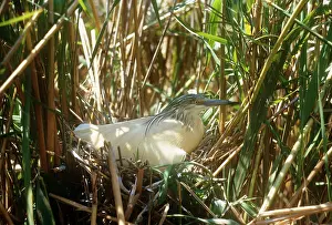Karin Laub: Squacco Heron - on nest