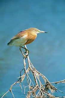 Iran: Squacco HERON - perched