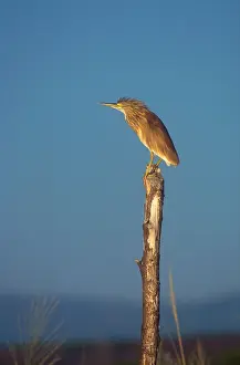 Ralloides: Squacco Heron - Perched on wooden post