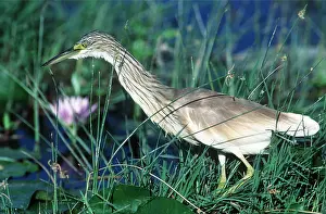 Squacco: Squacco Heron - beside pond