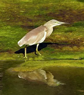 Ralloides: Squacco Heron - in pool
