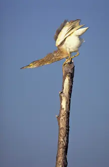 Preparing: Squacco Heron - Preparing for take-off