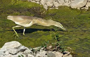 Ralloides: Squacco Heron - searching for food in pool