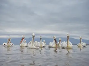 Dalmatian: A squadron of Dalmatian Pelicans (Pelecanus crispus)