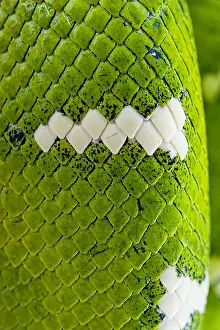 Canina: Squales of Emerald tree boa (Corallus caninus)