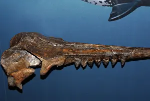 Extinct: Squalodon Whale fossil