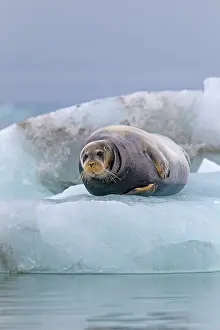 Flipper: Square Flipper / Bearded Seal - lying on a piece of ice