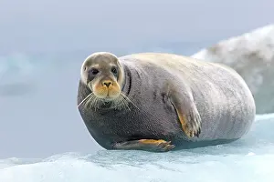 Flipper: Square Flipper / Bearded Seal - lying on a piece of ice