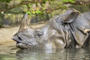 Rhinoceros: Square-lipped rhinoceros (Ceratotherium simum) swimming in