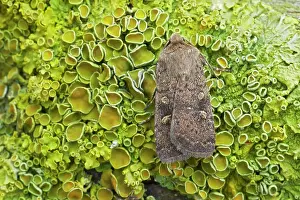 Rustics: Square Spot Rustic Moth