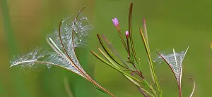 Epilobium: Square-stalked Willowherb (Epilobium tetragonum)