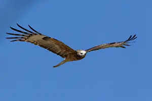 Alpha: Square-tailed Kite